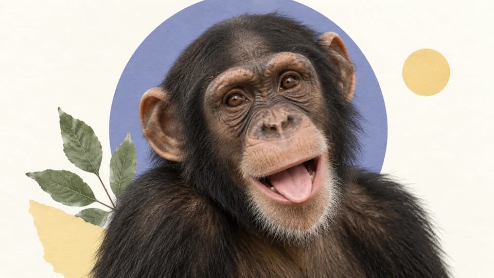 Retrato ilustrativo de un chimpancé con gesto de juego sobre un fondo claro