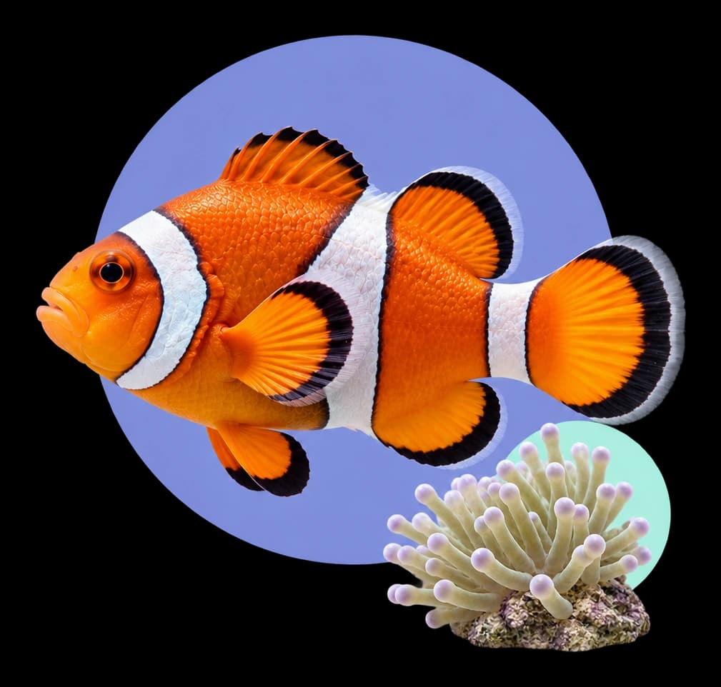 Pez payaso naranja y blanco en una composición editorial morada y menta